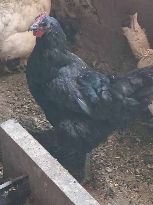 Продам курей и петухов