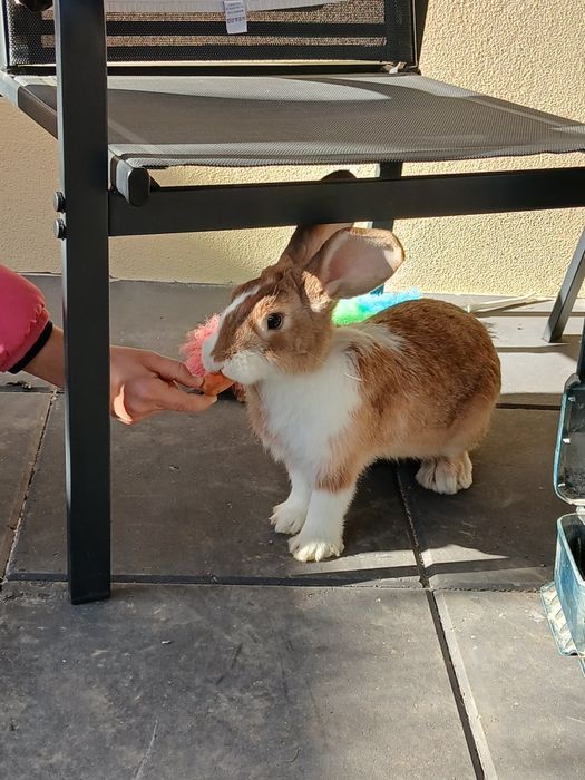 Iepuri Hycole francez