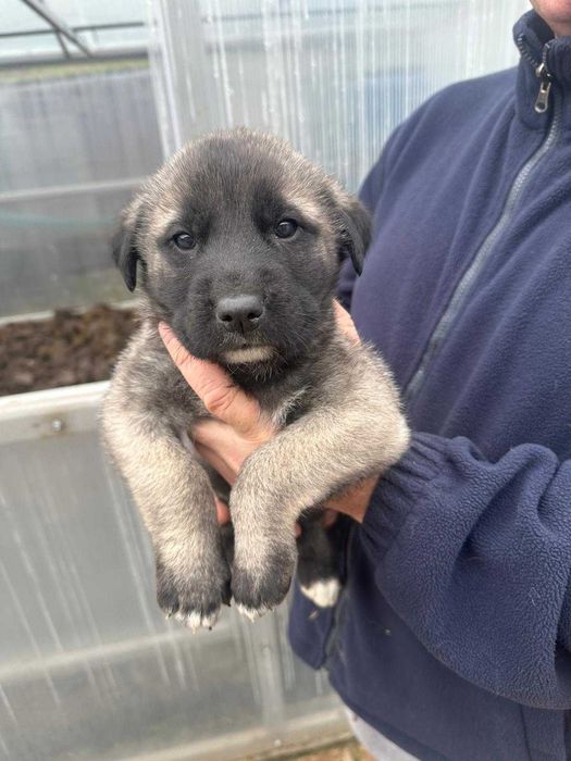 Femela kangal 5 săptămâni