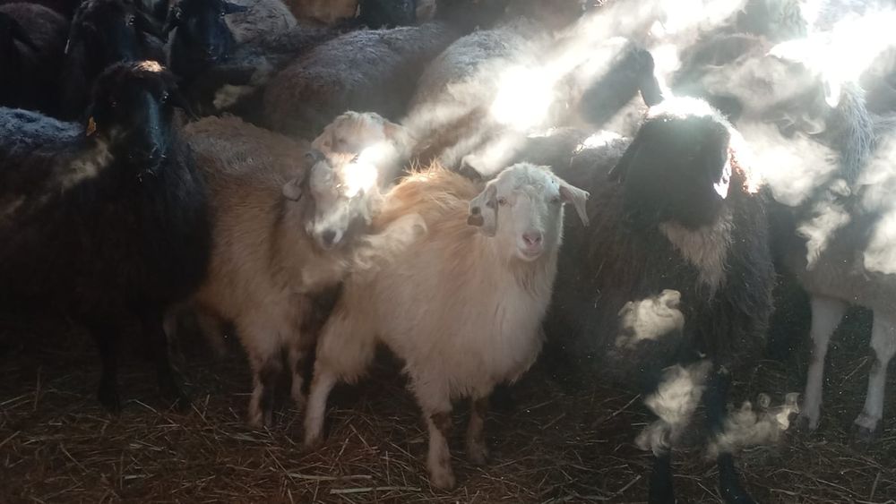 Ешкі сатылады,Коза продаётся.2500тг