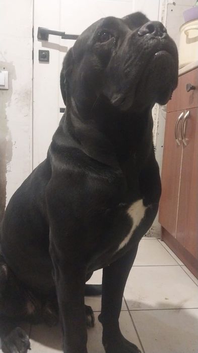 Кане Корсо вязка