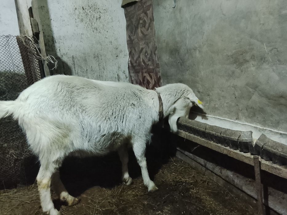 Продам дойную козу