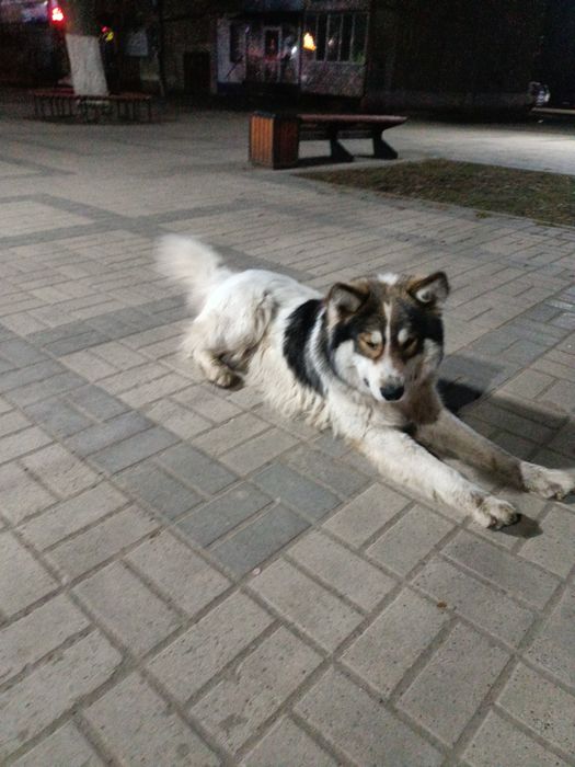 Пристраивается в очень добрые руки пёс
