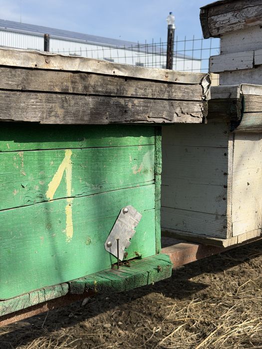 Familii de Albine de vânzare