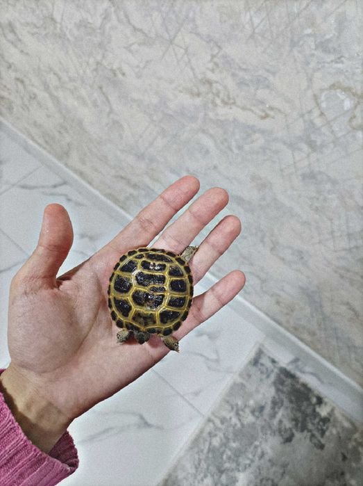 Toshbaqa bolalari sotiladi!