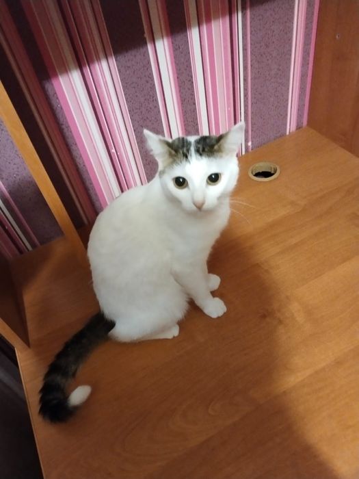 Отдам кошку в отвественные руки в связи с переездом