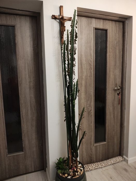 Vand cactus euphorbia trigona 2m