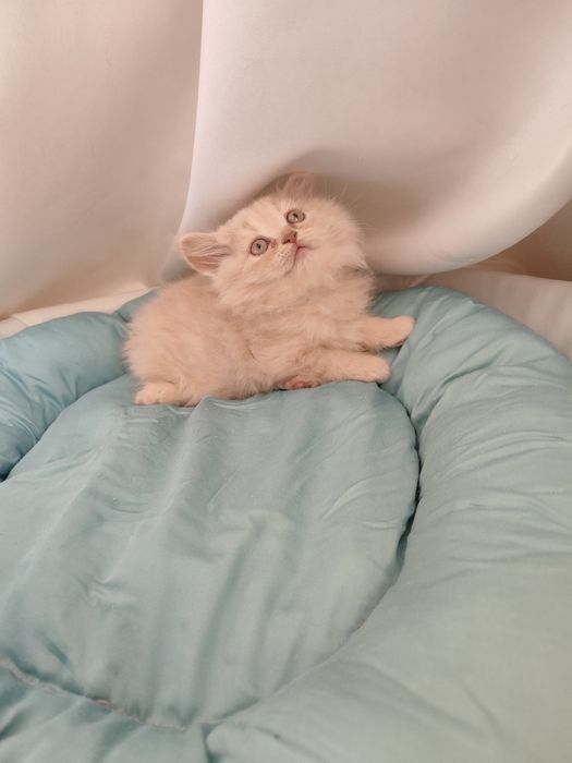 Продаются котята