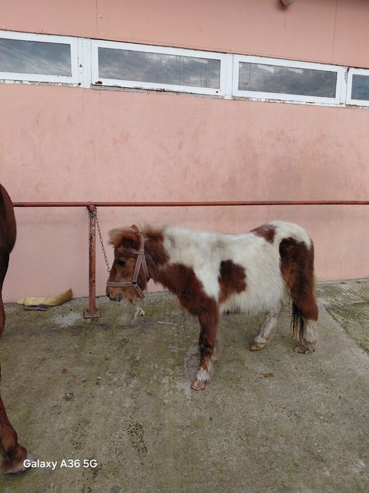 Пони шарено женско