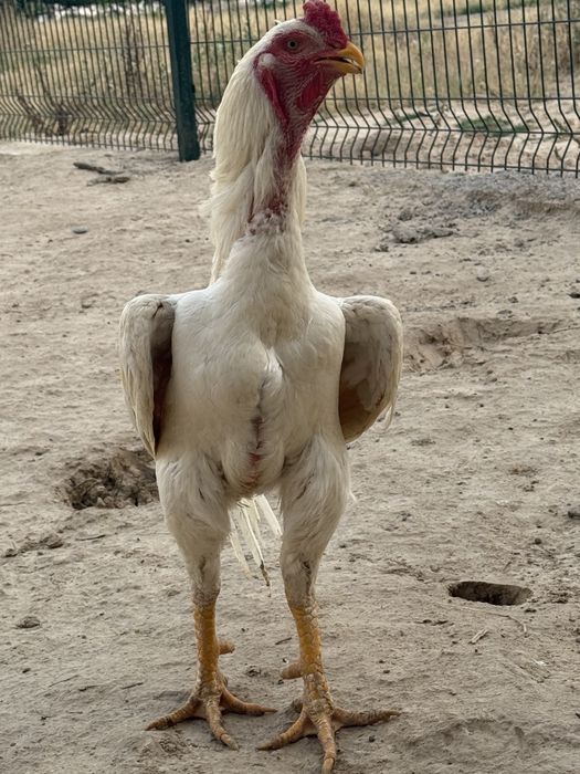 Dakan xoroz sotiladi