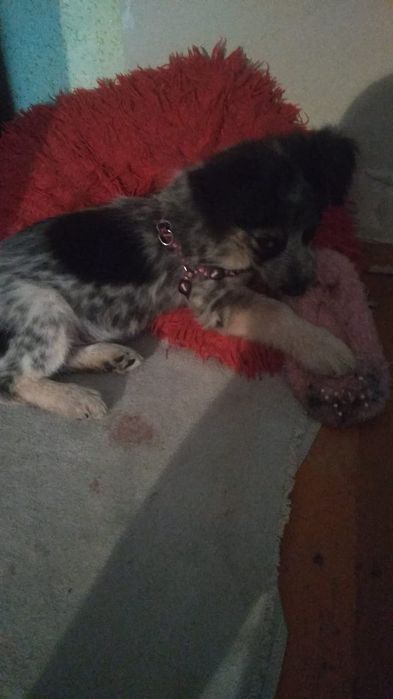 Срочно в добрые руки