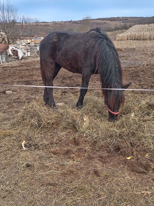 Vând mânză de un an și 8 luni