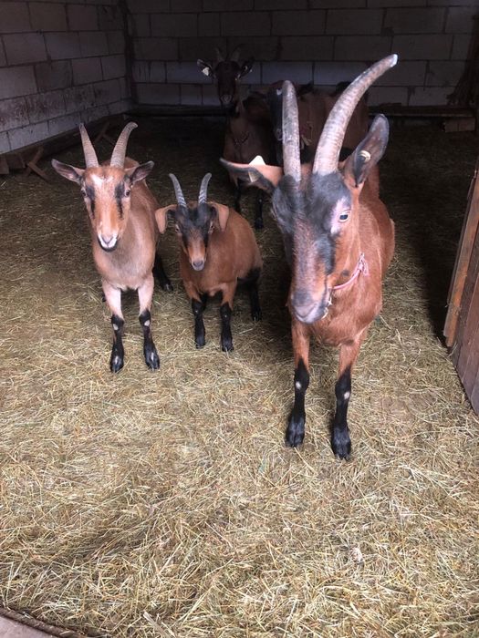 Vand capre alpine franceze