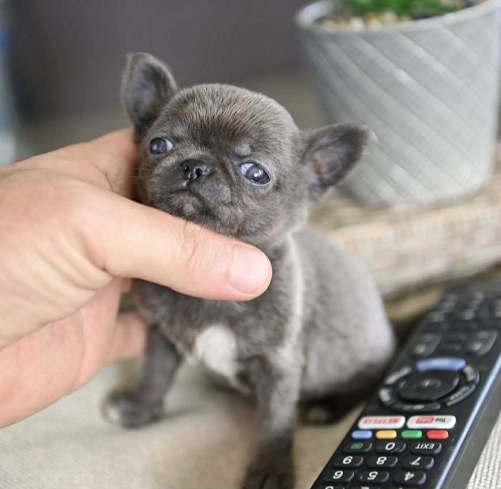 Женско миниатюрно чихуахуа синьо