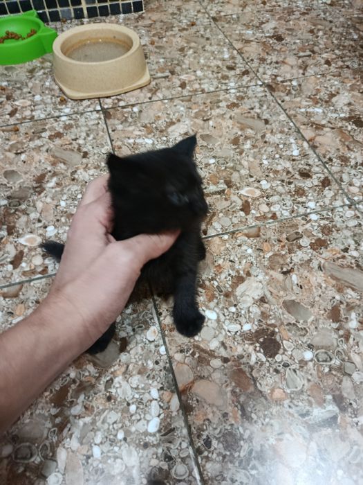 Катята скотиш страйтт