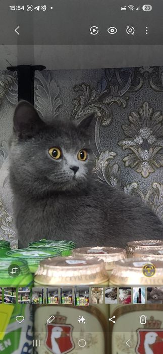 Кошка мушукча жудда акилли латок билади