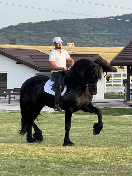 Armăsar Friesian Top Frizian