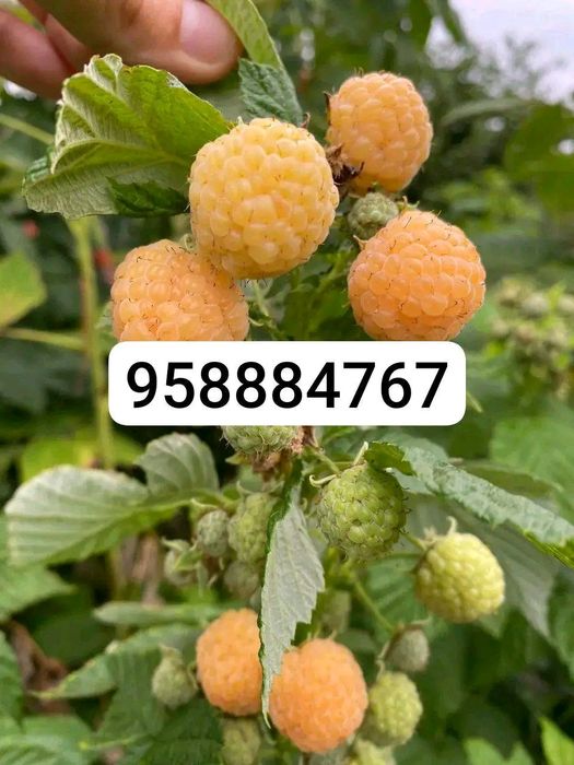 Sariq malina koʻchati