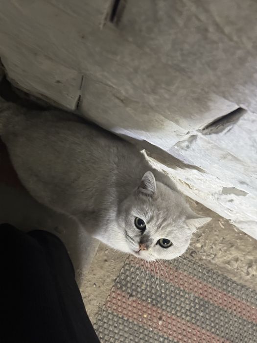 Кошка британка в добрые руки!