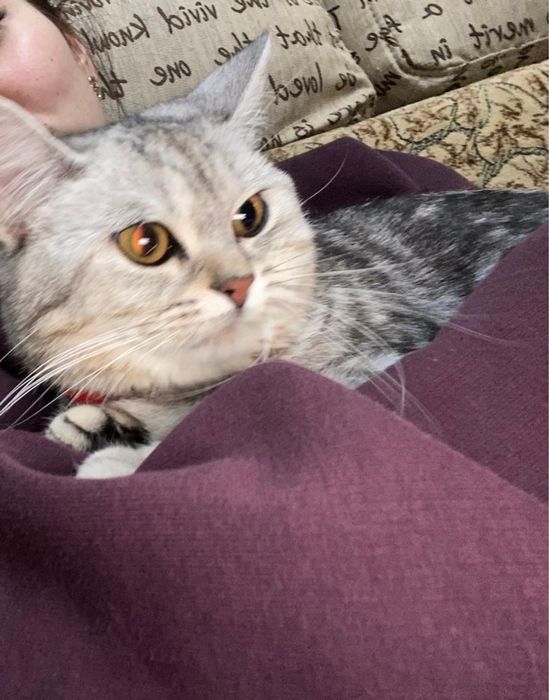 Кошка скоттиш-страйт