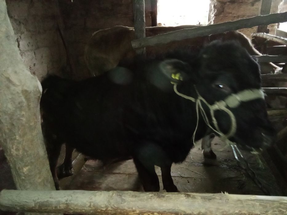 Бұқа, бір жас екі айлық.