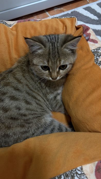 Котенок породистый