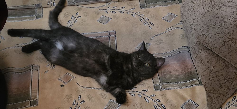 Отдам кошку бесплатно