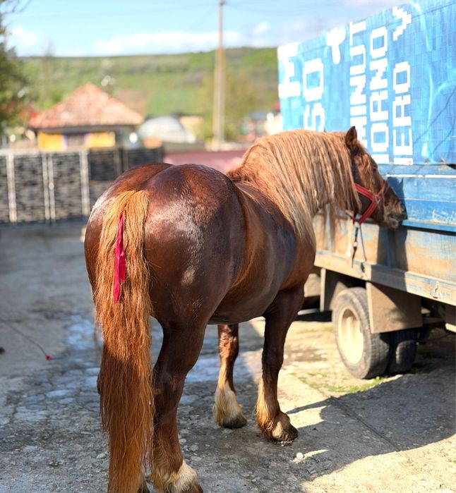 Cal de rasa semigrea