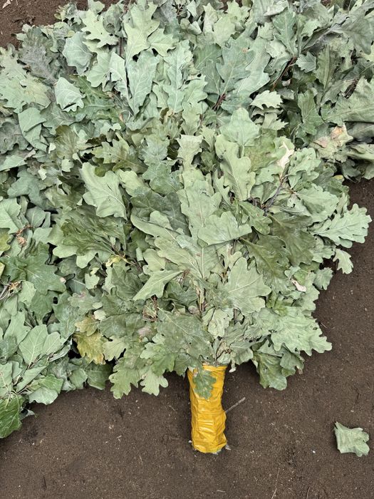 Продам веники дубовые