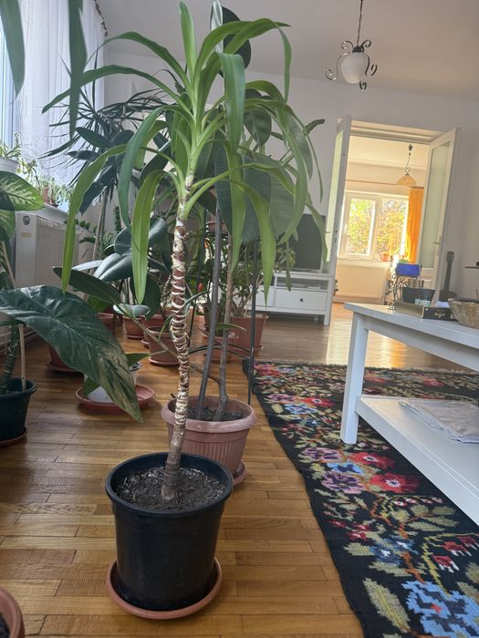 Planta decorativa Yucca