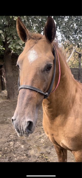 Дончак айгыр кокпар уйырге