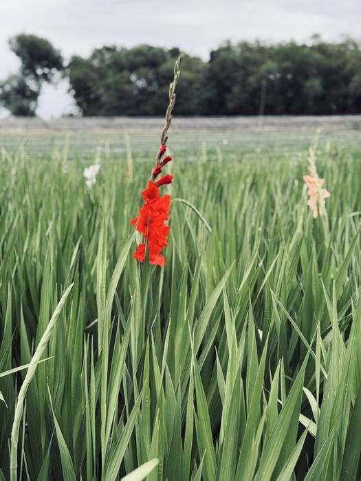 Луковицы гладиолусов