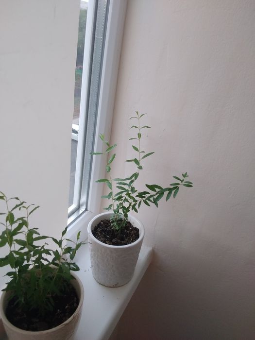 Продам комнатные цветы!