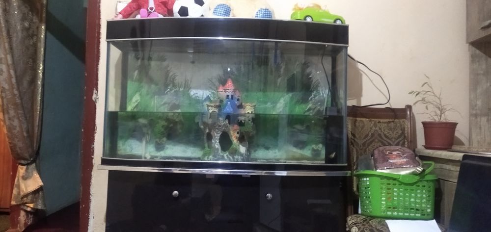 Akvarium аквариум