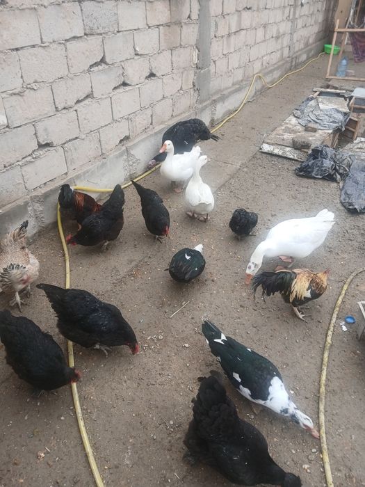 Qora honaki tovug'lar sotiladi tuxum tug'adi