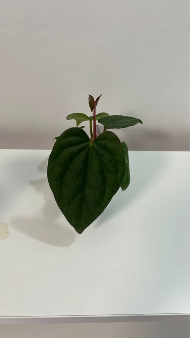 anthurium Luxurians x papillilaminum var
