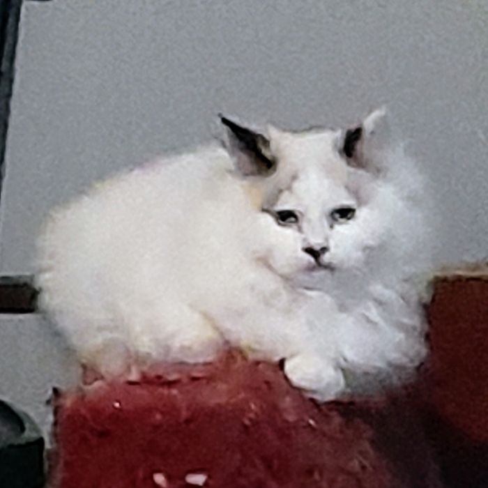 Коте Регдол момче на 3 месеца