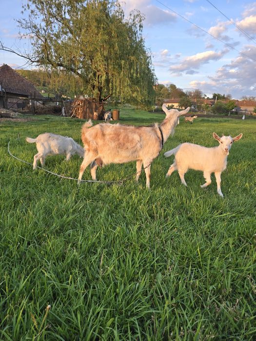 Vând urgent 2 capre 1 țap si 3 ieduțe