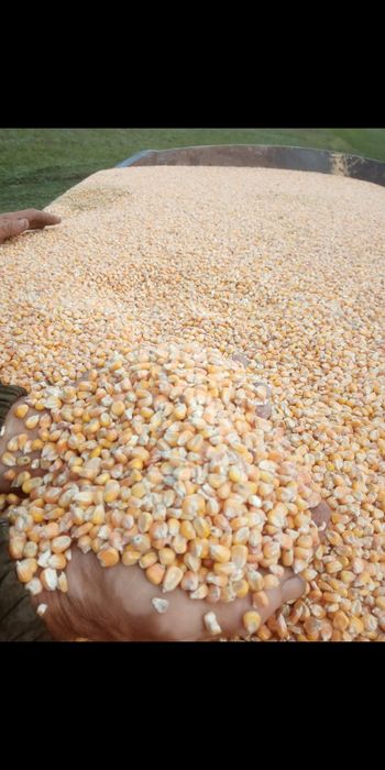 Акбидай пшеница отруби арпа ячмень горох