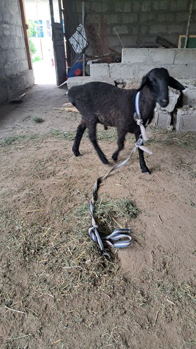 Qazoqi qo'chqorcha satiladi