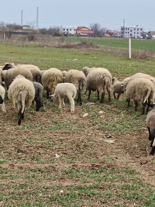 Vând 15 oi cu lapte