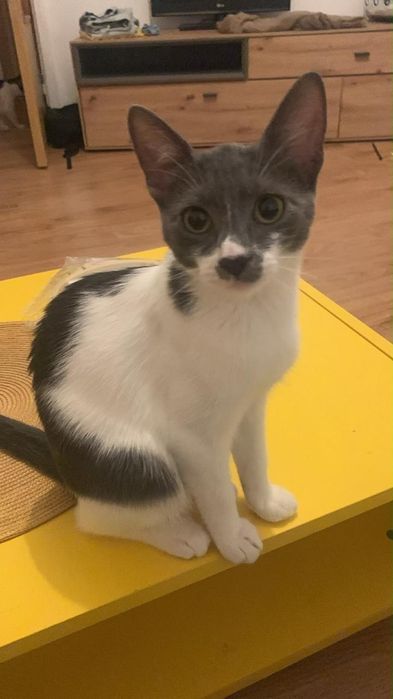 pisicuta de adoptat, pui de pisica pentru adoptie, puiut de pisic, pui de adoptat, pisicuta superba de adoptie, pisica frumoasa