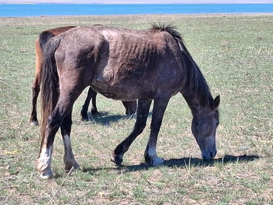 Продам лошадей...