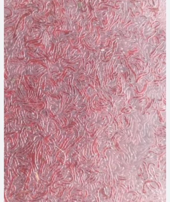 Продам оптом мотыль