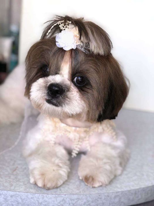 Груминг, стрижка кошек и собак