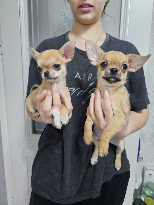 Продам щенка чихуахуа