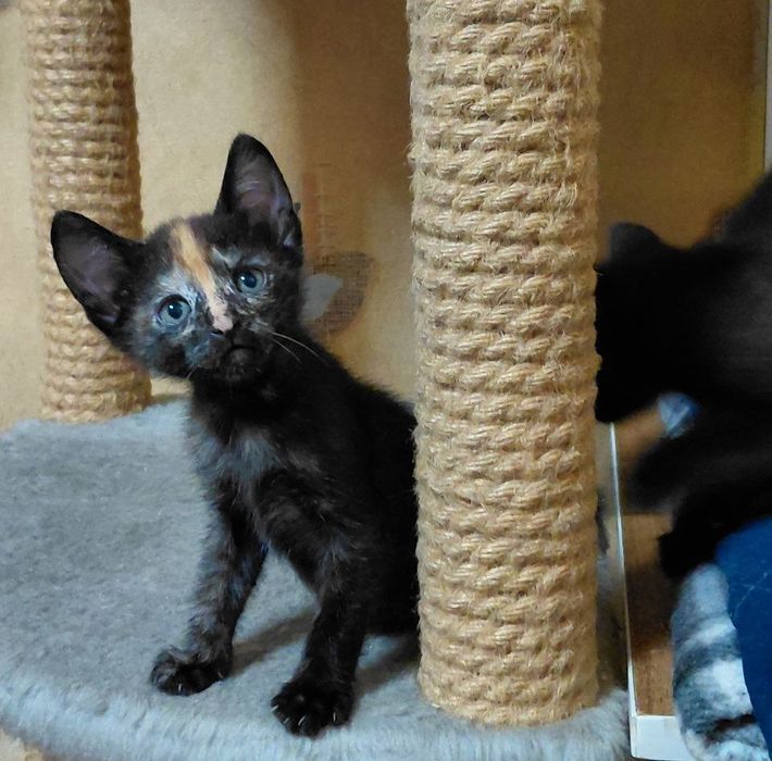 Отдам котёнка в добрые руки