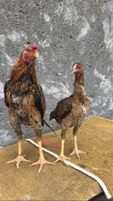 Япон шамо пара сотилади