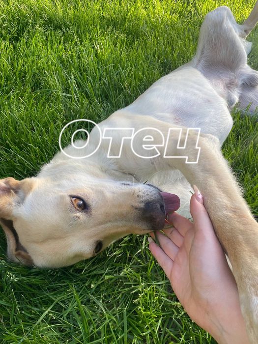Щенки щенок щенки