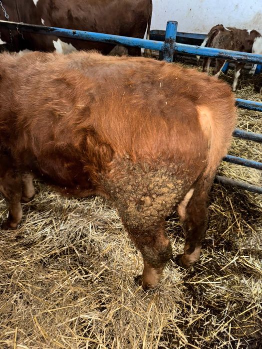 Vand vitel de 6 luni